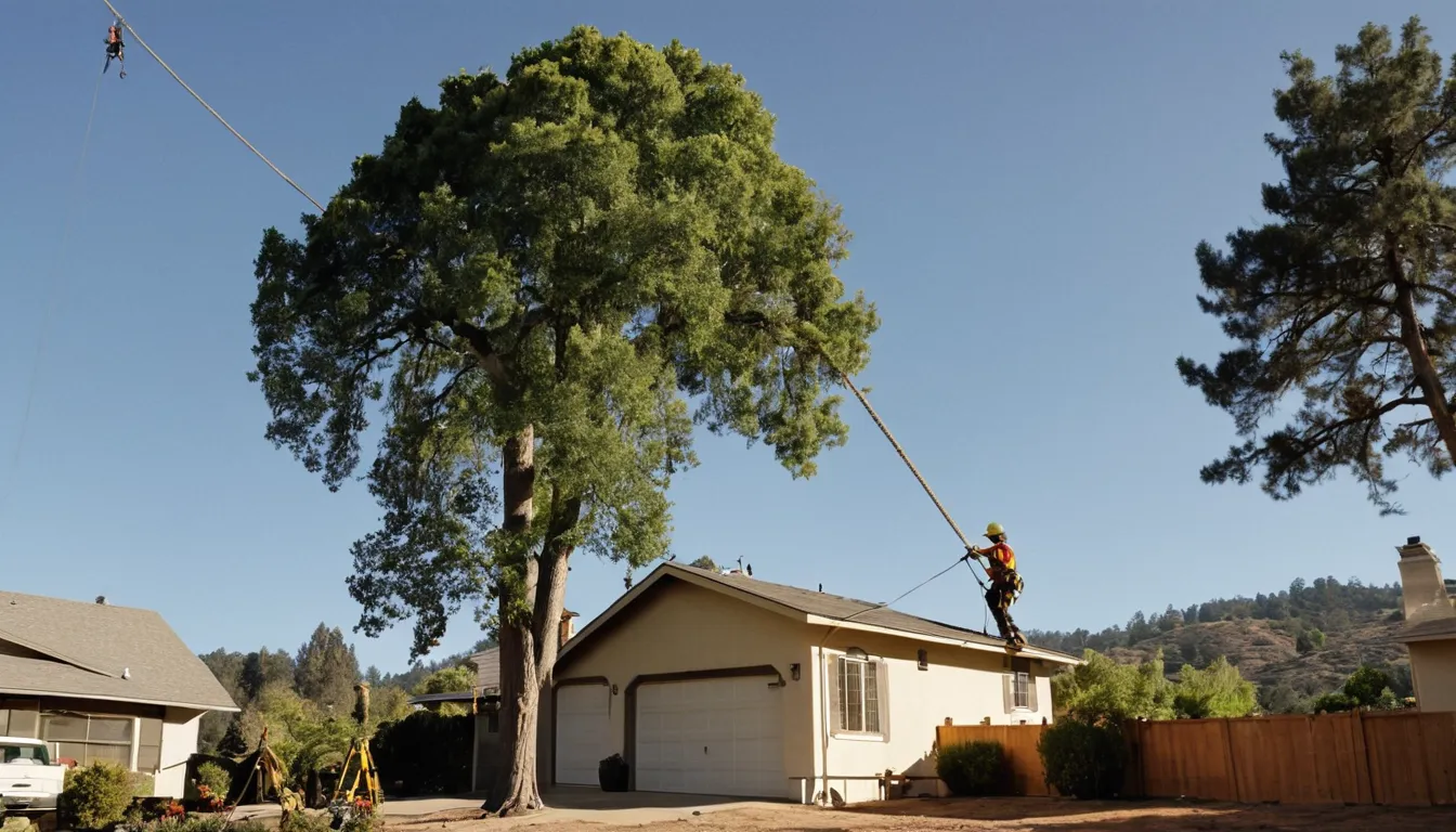A tree service crew cutting a large tree in a Placerville backyard